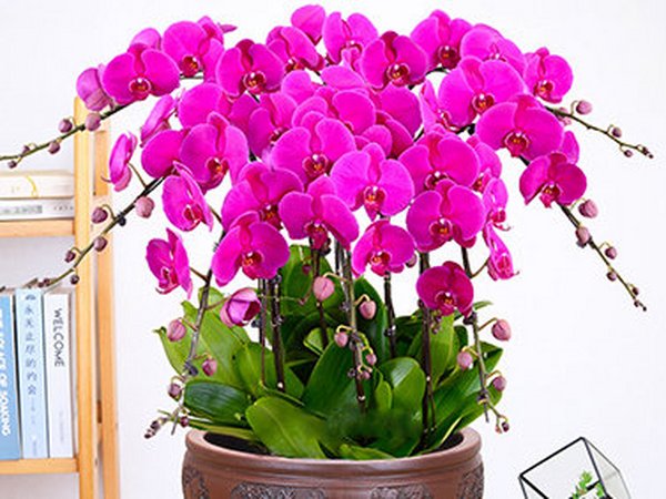 蝴蝶兰的养护技巧