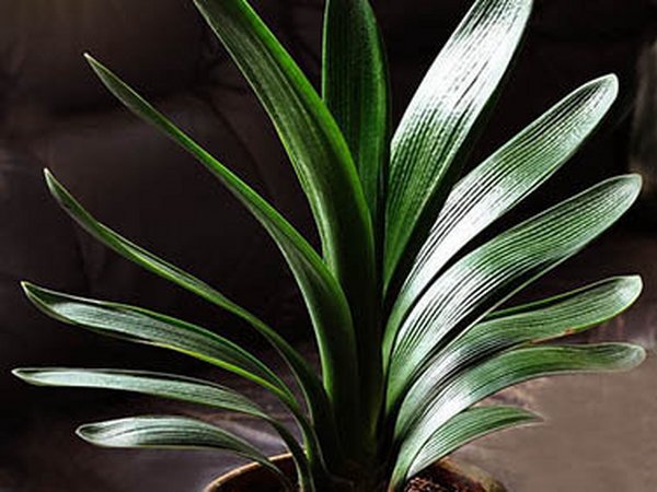 君子兰的四季养护要点