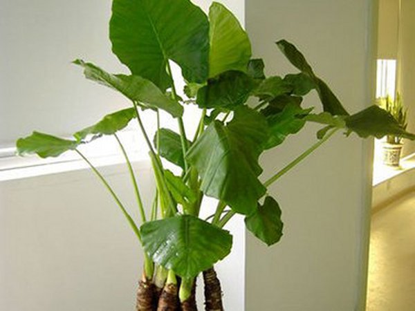 如何养护滴水观音