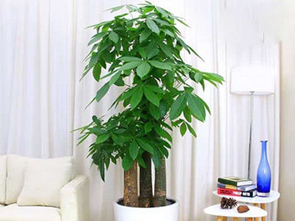 如何养护发财树