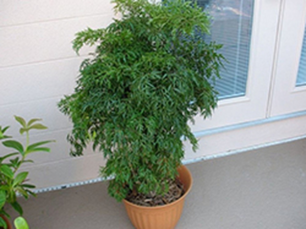 如何养护福禄桐