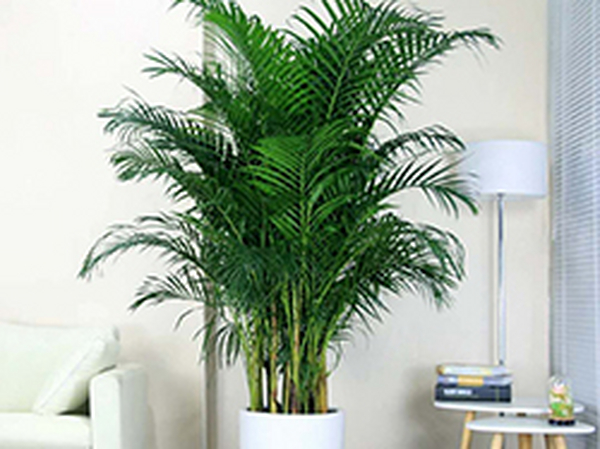 散尾葵的养护知识