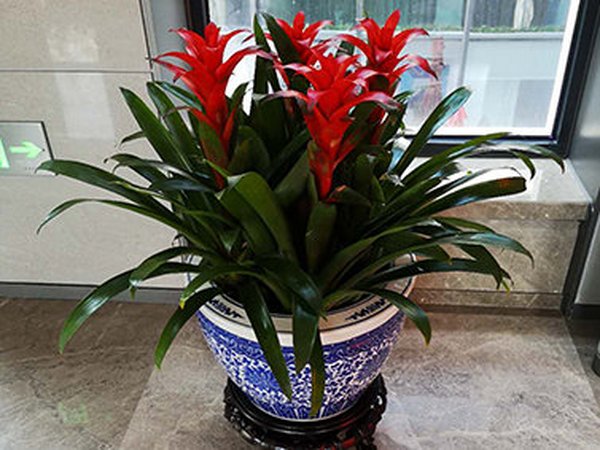 火鹤凤梨的养护技巧