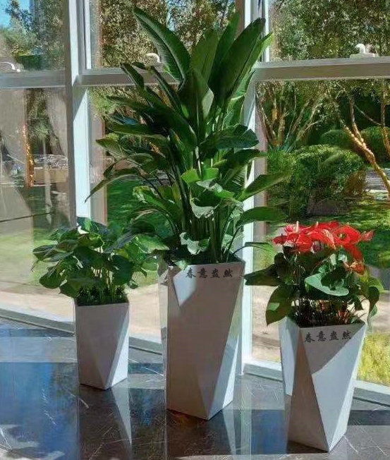 绿植组合