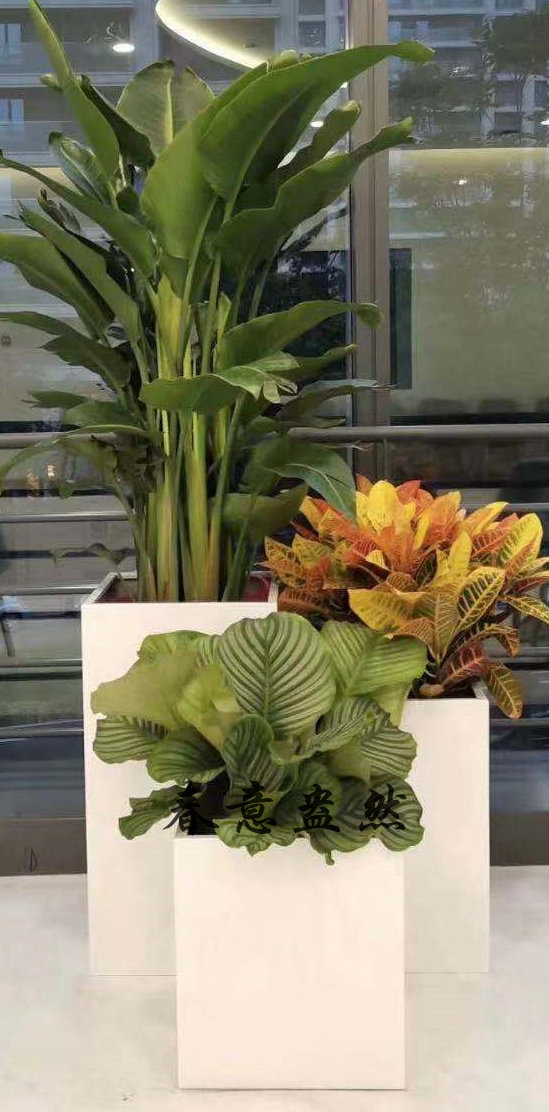 绿植组合