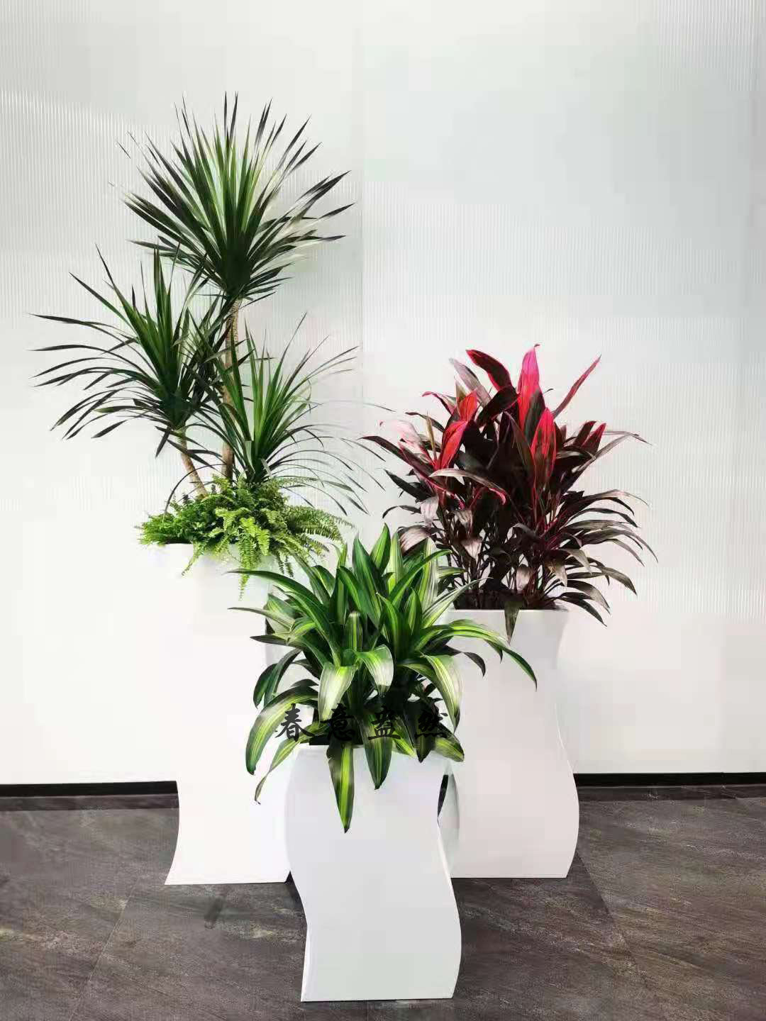 绿植组合