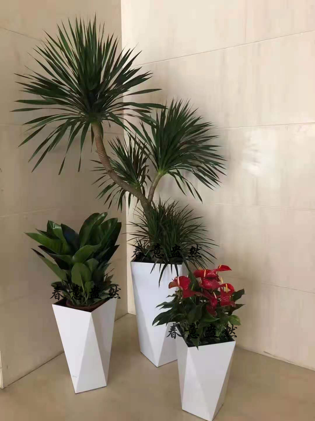 绿植组合