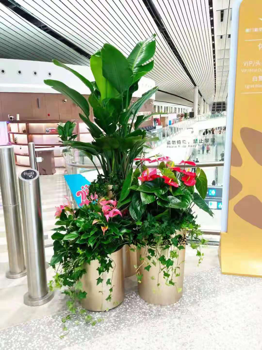 绿植组合