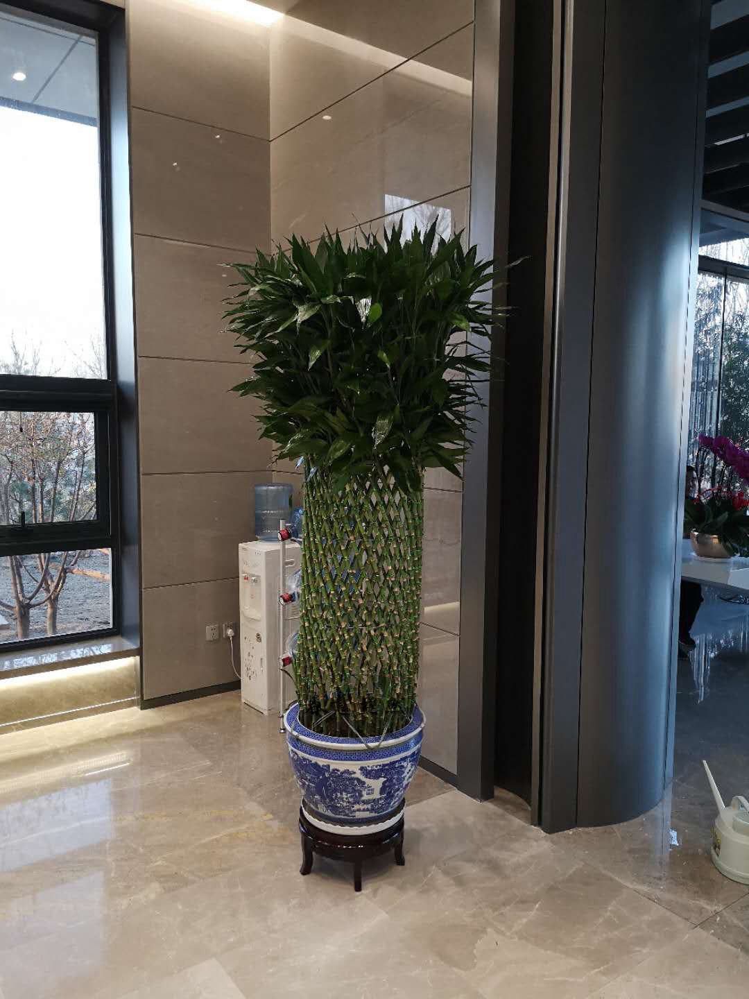富贵竹笼
