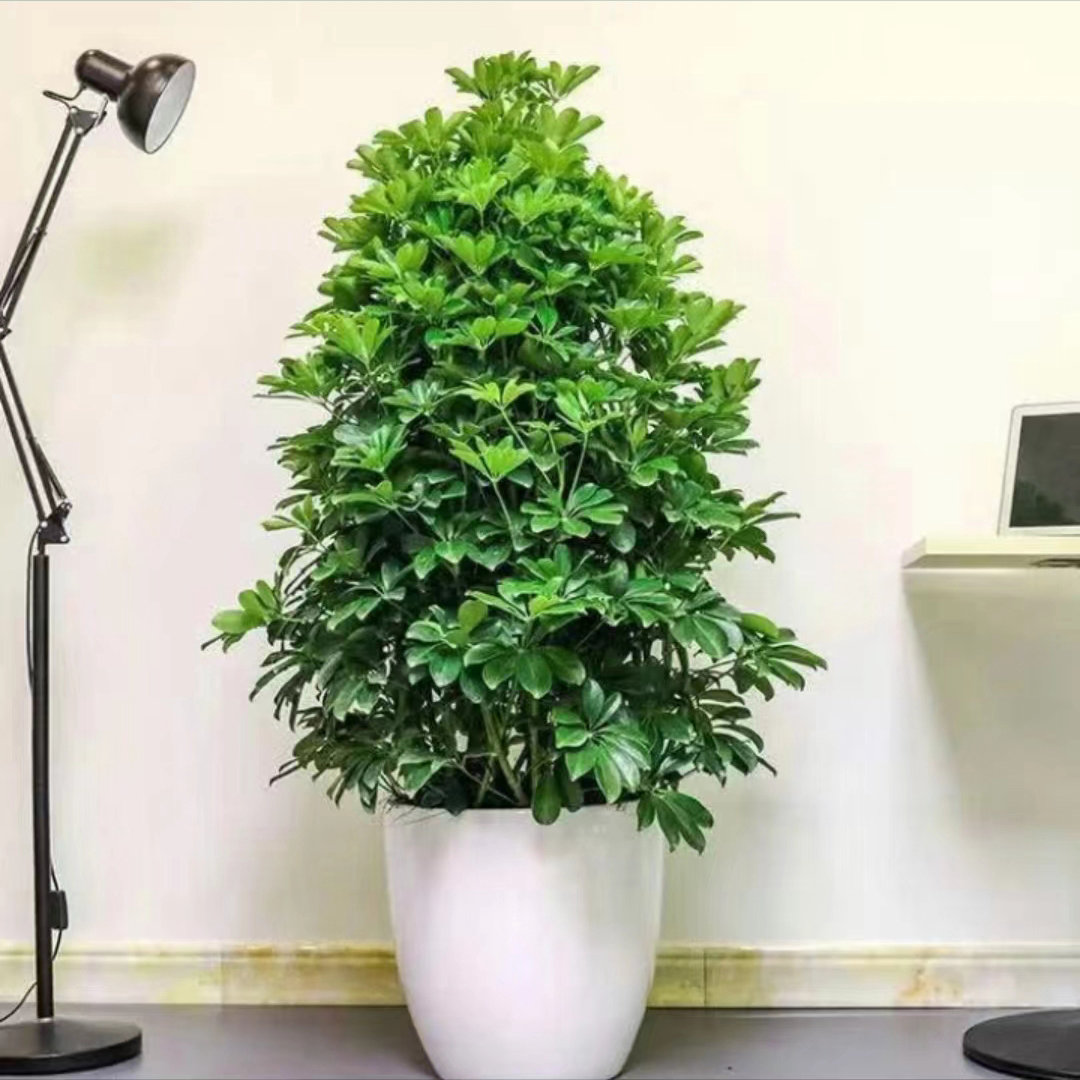 鸭掌木